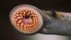 Самый СТРАШНЫЙ паразит Амазонки