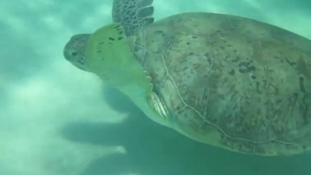 Морская черепаха на красном море смотреть онлайн