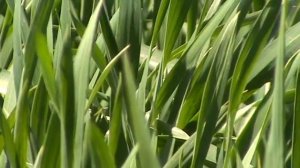 Сеялка ЕРУСЛАН. 21.04.2022 кущение озимой пшеницы, Тимирязевская 150