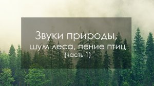 Звуки природы, шум леса, пение птиц