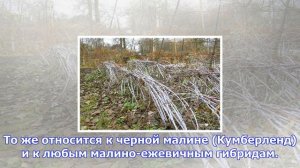 Нужно ли пригибать малину на зиму?