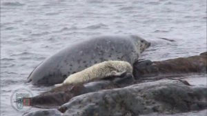 Тюлень ларга. Триада. Дальневосточный морской заповедник. 2020
