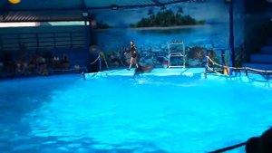 Дельфинарий