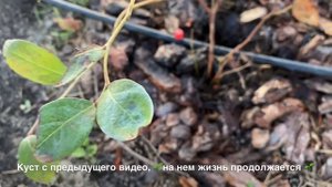 Голубика в августе. Удобрение СУЛЬФАТ КАЛИЯ.