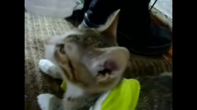 Пьяный кот=).wmv смотреть онлайн