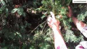 ПРОГУЛКА по БОТСАДУ.  ТИС  ЯГОДНЫЙ для декоративного ОЗЕЛЕНЕНИЯ.