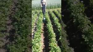 Самодельный ручной окучник,первое окучивание картофеля homemade handmade potatoes,自分でやる