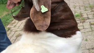 В продаже бурский козел производитель Один