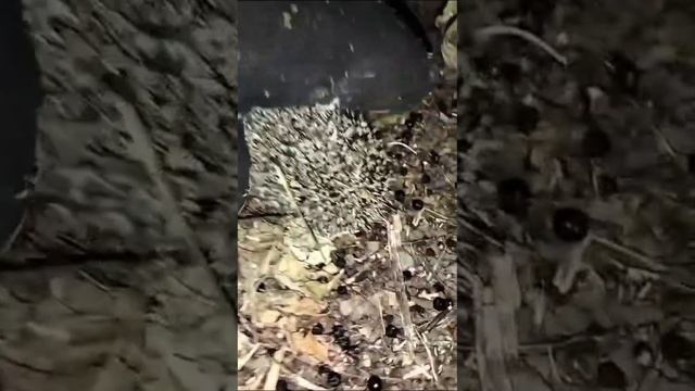 СЕРДИТЫЙ ЁЖИК ПРИШЁЛ В НАШ ОГОРОД 😊