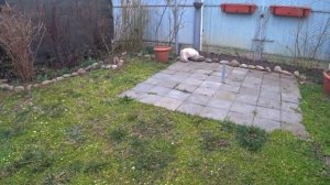 Нарциссы расцветают🌾  Птица растет 🐤🐥Картошку перебрали👍 Клубнику обрабатывать начали🍓  Кубань🌹🌹🌹