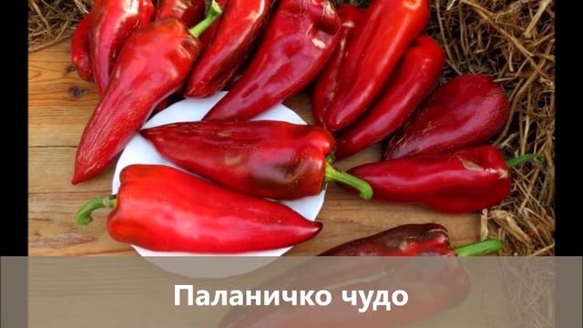 Обновление коллекции сортов сладкого перца: более 40 интересных новинок!
