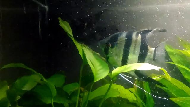 Нерест Скалярий в общем аквариуме смотреть онлайн