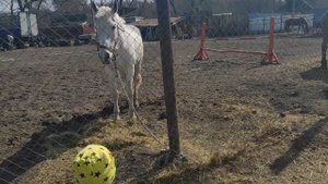 ПОЛОВОДЬЕ РЕКИ ДЕСНА подходит к жилым домам, зрелище не из приятных