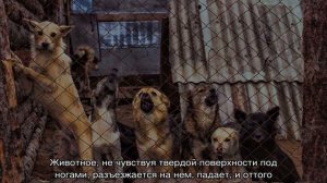 Собака боится всего: что делать и как отучить