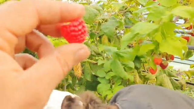 Ремонтантный сорт малины Квелли. Рекордный урожай!!! Правильный выбор ? смотреть онлайн