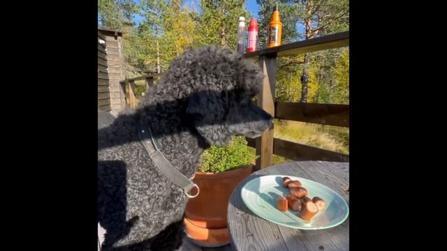 Пудель. В кино, Интеллект, Вопросы и ответы, История смотреть онлайн