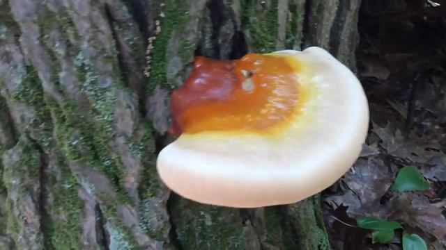 Ganoderma tsugae update