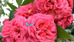Роза плетистая Маритим (rosa maritim) ? роза Маритим обзор: как сажать саженцы розы Маритим