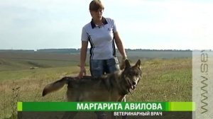 Курский фермер вырастил волка