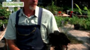 Полив малины