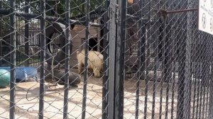 Роев Ручей Красноярск | прогулка