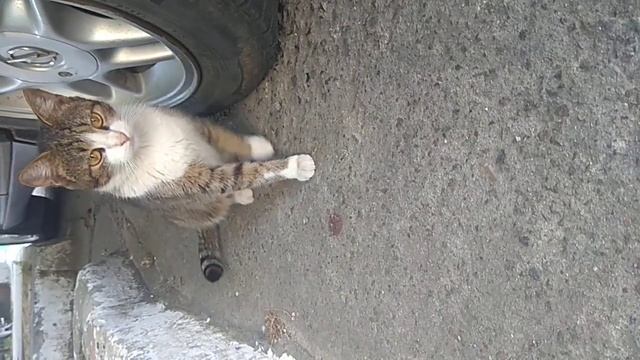 У этой кошечки скоро будут котята, поэтому она такая пугливая смотреть онлайн