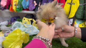 Подарила СОБАКЕ 5000₽ ?Купила одежду, аксессуары, гаджеты… DOG МОДА??️ #зоотовары #моясобака