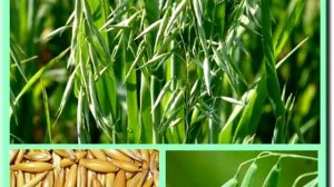 Какие сидераты сеять в зиму