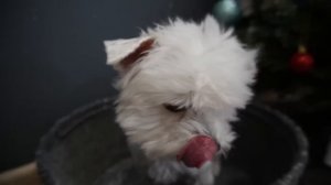 ЗУБНАЯ ФЕЯ В РЕАЛЬНОЙ ЖИЗНИ | НЕ ГЛОТАЙ ЗУБЫ!