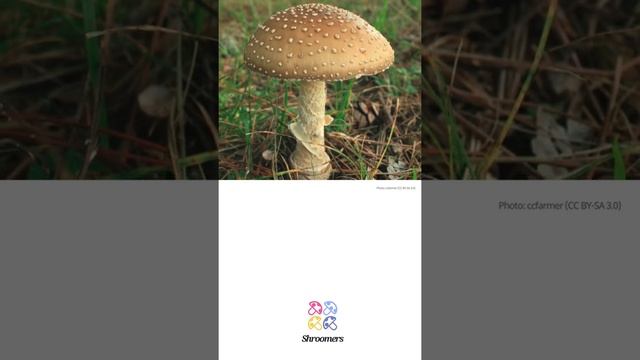 Panthercap (Amanita pantherina) | Etymology | Scientific Short Profile | Shroomers