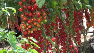 Самые урожайные томаты. Томаты черри с необычными вкусами. Самые полезные томаты.