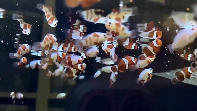 Разведение рыб клоунов смотреть онлайн