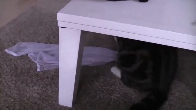 Кот полы протирает. смотреть онлайн