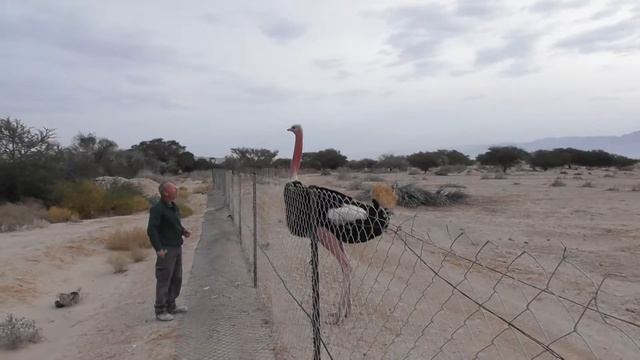 Наш друг страус Леви Our friend Ostrich смотреть онлайн