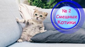 Котики Смешные?№ 2