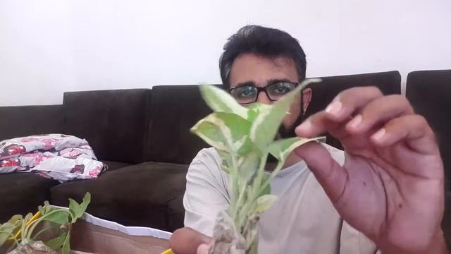 ONLINE PLANT HAUL смотреть онлайн