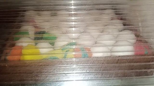 Инкубация яиц- ука, гусь. Яйцо бройлера это ужас?
