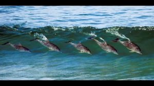 Эти удивительные дельфины!.wmv