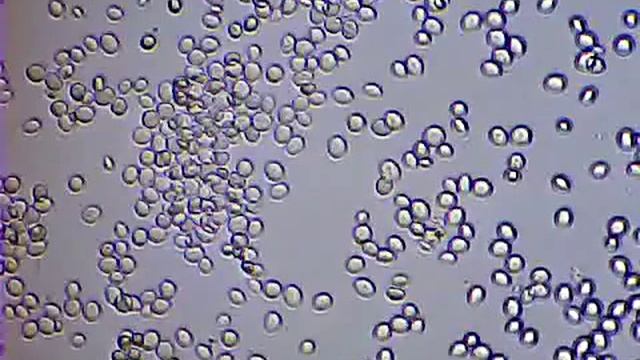 Размножение дрожжей смотреть онлайн