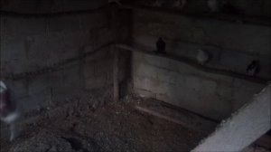 Разговор о бойных голубях..mp4