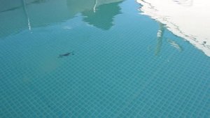 Keitech Crazy Flapper 4,4”  11,18 см  3 6”  9,14 см  2,8”  7,11 см