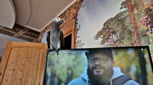 ✅ ЗАСТАВЛЯЕТ ПЕТЬ ХОЗЯИНА "АДРИТАТУШЕЧКИ"  ЖАКО ПЕТРУНЯ  FUNNY PARROT ZHAKO PETRUNYA  (СУБТИТРЫ)