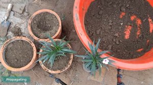 How to transplant Mexican petunia in pots