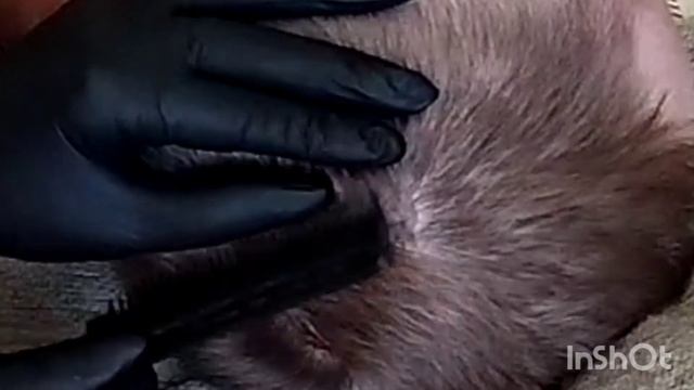 ASMR#Осмотр кожи головы/scalp examination смотреть онлайн