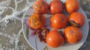 Хурма сорт Хіакуме