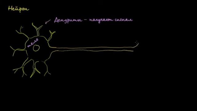 Строение нейрона. Учебная схема. Khan Academy.