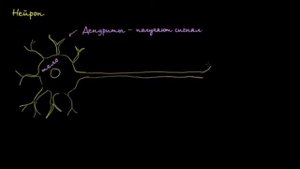 Строение нейрона. Учебная схема. Khan Academy.