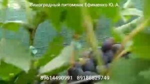 виноград Квинт