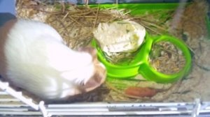 Как мы заготавливали сено для морской свинки