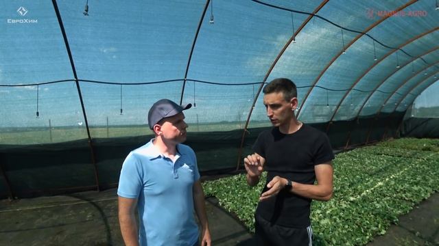 Схема питания клубники. Розыгрыш 100кг удобрений от ЕвроХим! смотреть онлайн